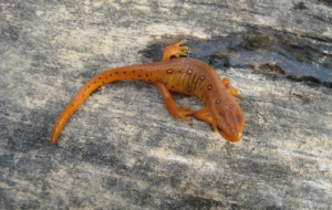 Eastern Newt Computer Wallpaper