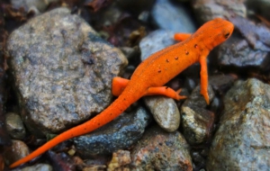 Eastern Newt Desktop
