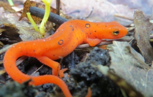 Eastern Newt Desktop Images