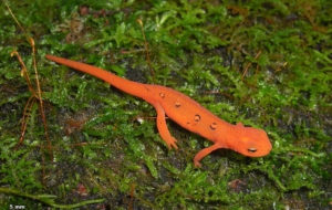 Eastern Newt Download Free Backgrounds HD
