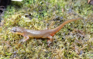 Eastern Newt HD Desktop