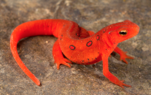Eastern Newt HD Wallpaper