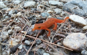Eastern Newt Wallpapers