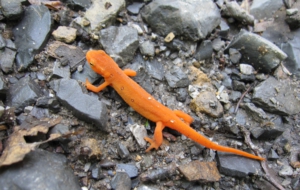 Eastern Newt For Desktop
