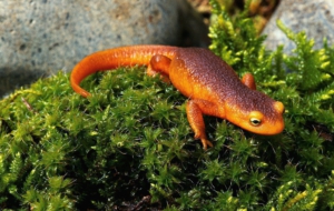 Eastern Newt For Desktop Background