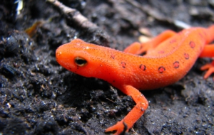 Eastern Newt Full HD