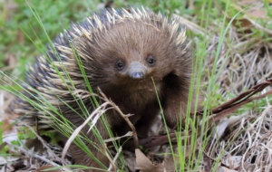 Echidna 4K