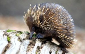 Echidna Computer Backgrounds