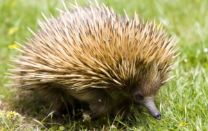 Echidna Computer Wallpaper