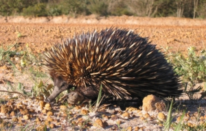 Echidna High Definition