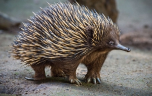 Echidna High Definition Wallpapers