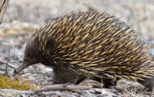 Echidna High Quality Wallpapers