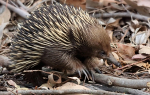 Echidna Full HD