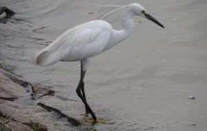 Egret Computer Backgrounds