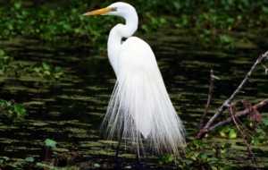 Egret Computer Wallpaper