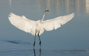 Egret Desktop