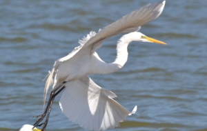 Egret HD