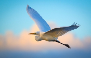 Egret HD Wallpaper