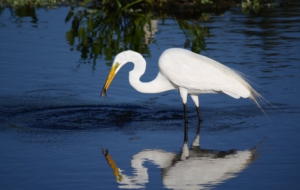 Egret High Definition