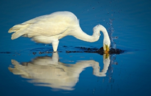 Egret High Definition Wallpapers
