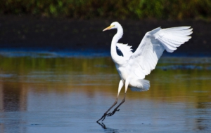 Egret For Desktop