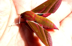 Elephant Hawk Moth High Definition Wallpapers