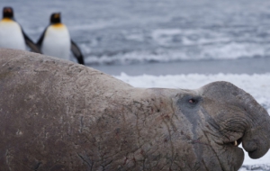 Elephant Seal Computer Backgrounds