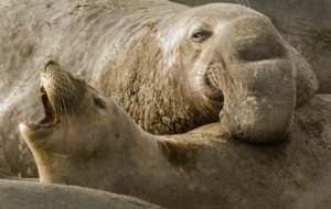 Elephant Seal Computer Wallpaper
