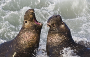 Elephant Seal Desktop Images