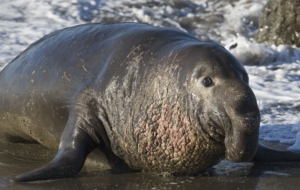 Elephant Seal Desktop Wallpaper