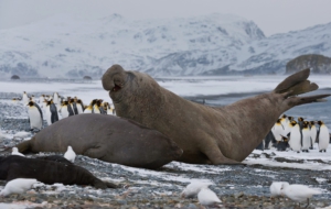 Elephant Seal Download