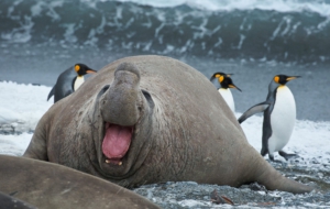 Elephant Seal Download Free Backgrounds HD