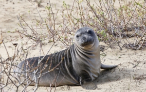 Elephant Seal HD Desktop