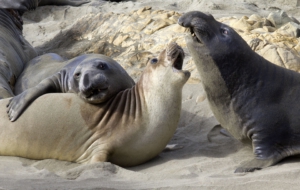Elephant Seal HD Wallpaper