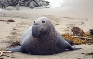 Elephant Seal For Desktop
