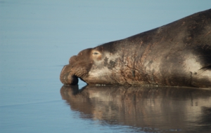 Elephant Seal For Desktop Background