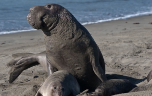 Elephant Seal Full HD