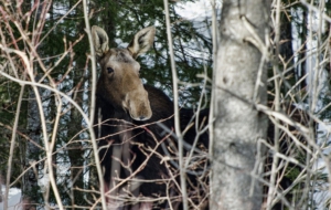 Elk Computer Backgrounds