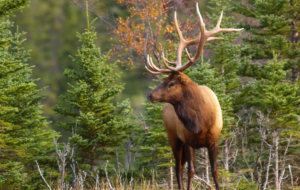 Elk Download Free Backgrounds HD