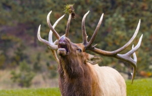 Elk Free HD Wallpapers