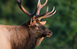 Elk For Desktop Background