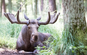 Elk Full HD
