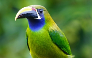 Emerald Toucanet For Desktop
