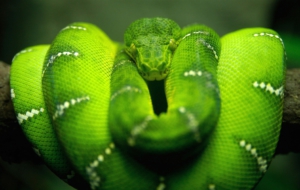 Emerald Tree Boa For Desktop
