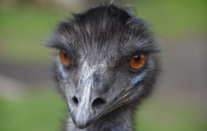 Emu 4K