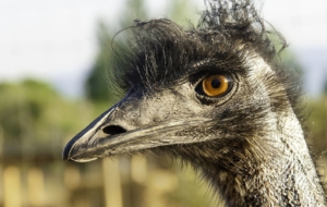 Emu Background