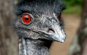 Emu Computer Backgrounds