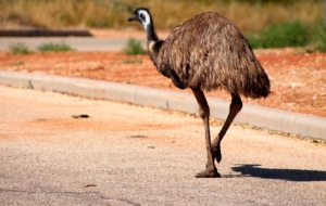 Emu Desktop Wallpaper