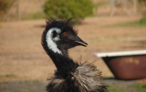 Emu Download