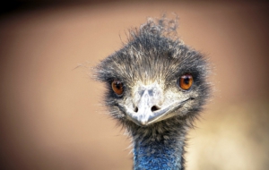 Emu Free Download